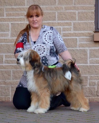Kashi Show Dogs Overseas
